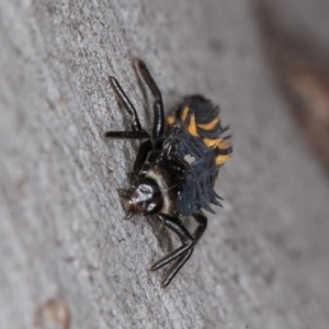 Harmonia conformis at Denman Prospect, ACT - 30 Oct 2020