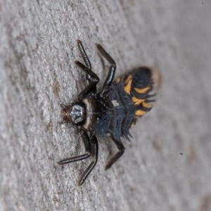 Harmonia conformis at Denman Prospect, ACT - 30 Oct 2020