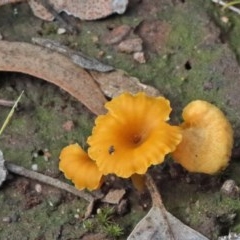 Lichenomphalia chromacea (Yellow Navel) at O'Connor, ACT - 30 Oct 2020 by ConBoekel