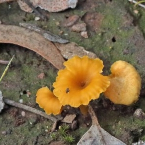 Lichenomphalia chromacea at O'Connor, ACT - 30 Oct 2020 09:58 AM