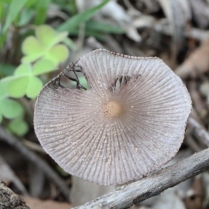 Coprinellus etc. at O'Connor, ACT - 30 Oct 2020