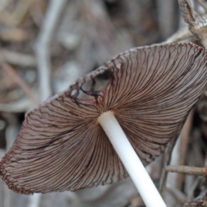 Coprinellus etc. at O'Connor, ACT - 30 Oct 2020