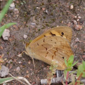 Heteronympha merope at Coree, ACT - 30 Oct 2020