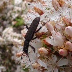 Eleale aspera (Clerid beetle) at Sth Tablelands Ecosystem Park - 30 Oct 2020 by AndyRussell