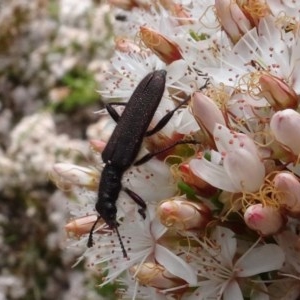 Eleale aspera at Molonglo Valley, ACT - 30 Oct 2020