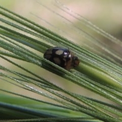 Peltoschema hamadryas (Hamadryas leaf beetle) at Pollinator-friendly garden Conder - 12 Oct 2020 by michaelb