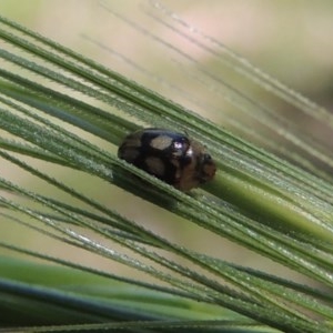 Peltoschema hamadryas at Conder, ACT - 12 Oct 2020