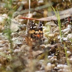 Vanessa kershawi (Australian Painted Lady) at Wodonga, VIC - 30 Oct 2020 by Kyliegw