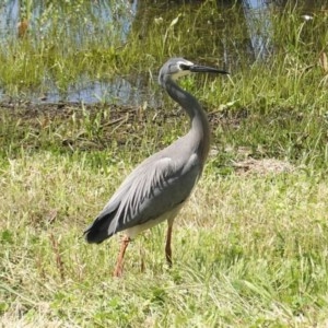 Egretta novaehollandiae at Monash, ACT - 30 Oct 2020 11:16 AM