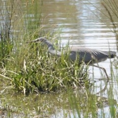 Egretta novaehollandiae at Monash, ACT - 30 Oct 2020