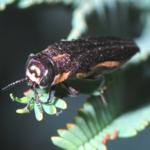 Agrilus hypoleucus at Holt, ACT - 28 Oct 2020