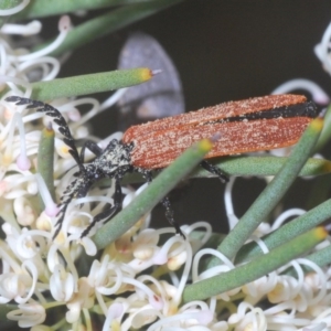 Porrostoma rhipidium at Tharwa, ACT - 29 Oct 2020