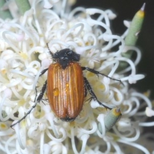 Phyllotocus rufipennis at Tharwa, ACT - 29 Oct 2020