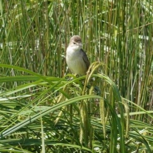 Acrocephalus australis at Monash, ACT - 30 Oct 2020