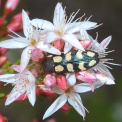 Castiarina decemmaculata (Ten-spot Jewel Beetle) at Tennent, ACT - 29 Oct 2020 by Harrisi