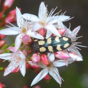 Castiarina decemmaculata at Tennent, ACT - 29 Oct 2020