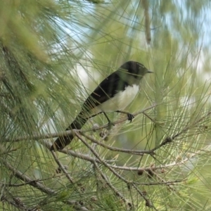 Rhipidura leucophrys at Monash, ACT - 30 Oct 2020 12:37 PM