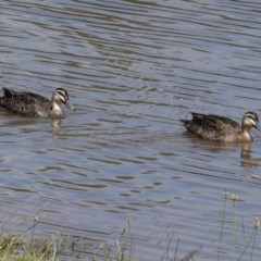 Anas superciliosa (Pacific Black Duck) at Monash, ACT - 30 Oct 2020 by JackyF