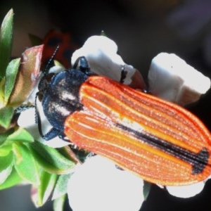 Castiarina erythroptera at O'Connor, ACT - 30 Oct 2020