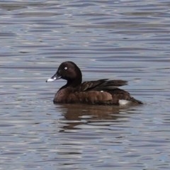 Aythya australis (Hardhead) at Tuggeranong Creek to Monash Grassland - 30 Oct 2020 by JackyF