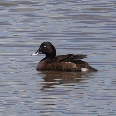 Aythya australis (Hardhead) at Tuggeranong Creek to Monash Grassland - 30 Oct 2020 by JackyF