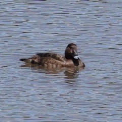 Aythya australis at Monash, ACT - 30 Oct 2020