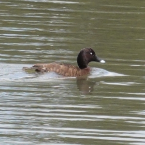 Aythya australis at Isabella Plains, ACT - 30 Oct 2020