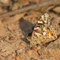 Vanessa kershawi (Australian Painted Lady) at Weston, ACT - 22 Oct 2020 by Helberth