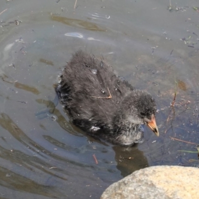 Fulica atra (Eurasian Coot) at Isabella Plains, ACT - 30 Oct 2020 by JackyF