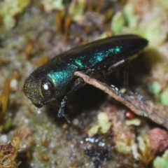 Melobasis thoracica (A jewel beetle) at Downer, ACT - 30 Oct 2020 by Harrisi