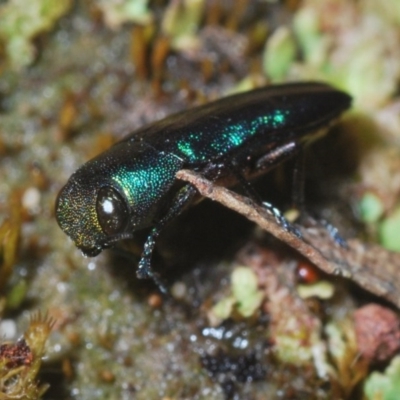 Melobasis thoracica (A jewel beetle) at Downer, ACT - 30 Oct 2020 by Harrisi