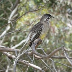 Anthochaera carunculata (Red Wattlebird) at Tuggeranong Creek to Monash Grassland - 30 Oct 2020 by JackyF