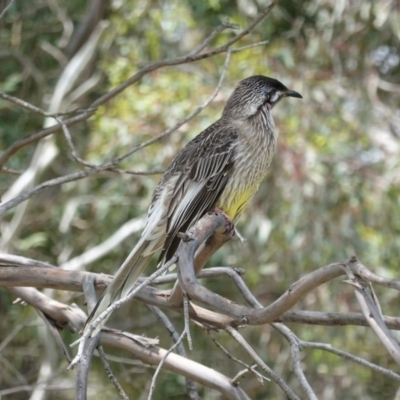 Anthochaera carunculata (Red Wattlebird) at Tuggeranong Creek to Monash Grassland - 30 Oct 2020 by JackyF