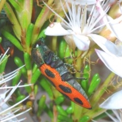 Castiarina octomaculata (A jewel beetle) at Downer, ACT - 30 Oct 2020 by Harrisi