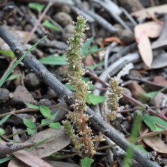 Crassula sieberiana (Austral Stonecrop) at O'Connor, ACT - 29 Oct 2020 by ConBoekel