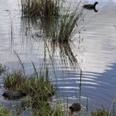 Fulica atra at Monash, ACT - 30 Oct 2020