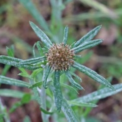 Euchiton involucratus (Star Cudweed) at O'Connor, ACT - 29 Oct 2020 by ConBoekel