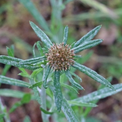 Euchiton involucratus (Star Cudweed) at O'Connor, ACT - 30 Oct 2020 by ConBoekel