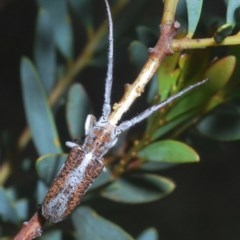 Rhytiphora lateralis (Silver-side longhorn beetle) at O'Connor, ACT - 30 Oct 2020 by Harrisi