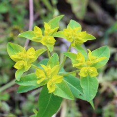 Euphorbia oblongata (Egg-leaf Spurge) at O'Connor, ACT - 29 Oct 2020 by ConBoekel