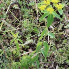 Euphorbia oblongata at O'Connor, ACT - 30 Oct 2020 09:31 AM