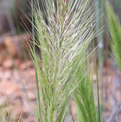 Austrostipa densiflora (Foxtail Speargrass) at O'Connor, ACT - 30 Oct 2020 by ConBoekel