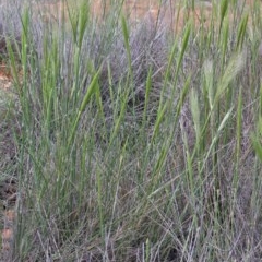 Austrostipa densiflora at O'Connor, ACT - 30 Oct 2020 09:21 AM