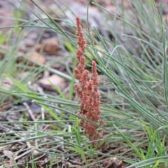 Crassula sieberiana (Austral Stonecrop) at O'Connor, ACT - 30 Oct 2020 by ConBoekel