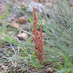 Crassula sieberiana at O'Connor, ACT - 30 Oct 2020