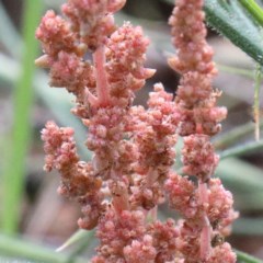 Crassula sieberiana at O'Connor, ACT - 30 Oct 2020