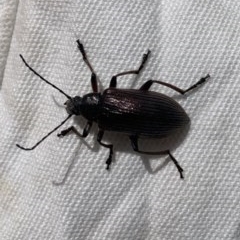 Homotrysis sp. (genus) (Darkling beetle) at Black Range, NSW - 31 Oct 2020 by StephH