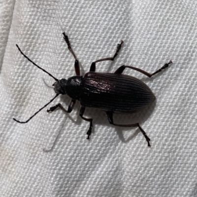 Homotrysis sp. (genus) (Darkling beetle) at Black Range, NSW - 31 Oct 2020 by Steph H