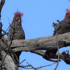 Callocephalon fimbriatum (Gang-gang Cockatoo) at Hughes, ACT - 29 Oct 2020 by JackyF