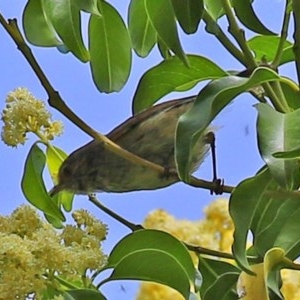 Myzomela sanguinolenta at Acton, ACT - 30 Oct 2020